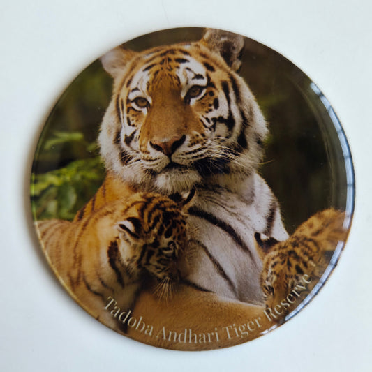 Fridge Magnets I Tadoba Tigress