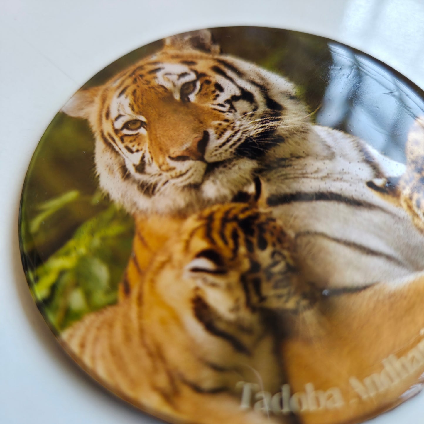 Fridge Magnets I Tadoba Tigress